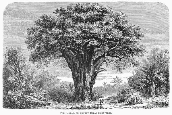 Baobab Tree Drawing At Paintingvalley Explore Collection Of