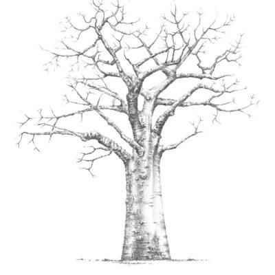 Baobab Tree Drawing At Paintingvalley Explore Collection Of