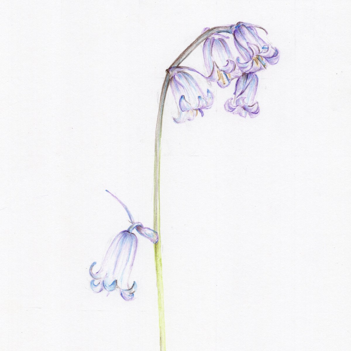 Bluebell Drawing At Paintingvalley Explore Collection Of Bluebell