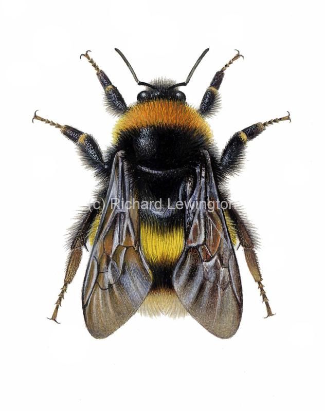 Bumblebee Insect Drawing At Paintingvalley Explore Collection Of