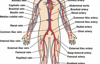 Cardiovascular System Drawing At Paintingvalley Explore