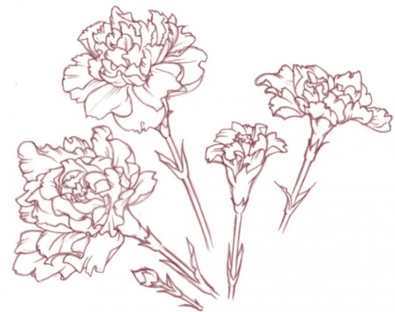 Carnation Line Drawing At PaintingValley Explore Collection Of