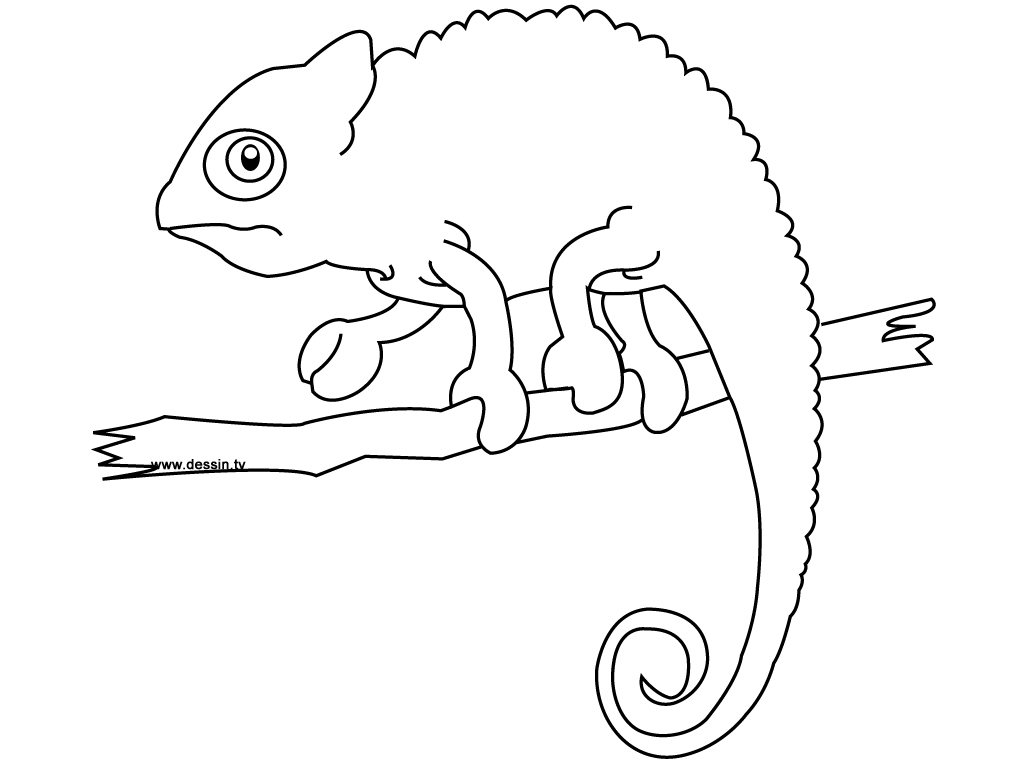 Chameleon Drawing Template At PaintingValley Explore Collection