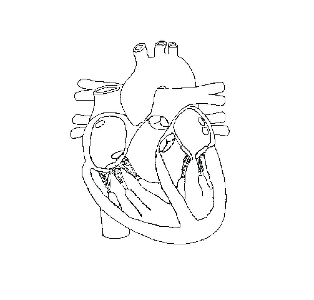 Circulatory System Drawing At Paintingvalley Explore Collection