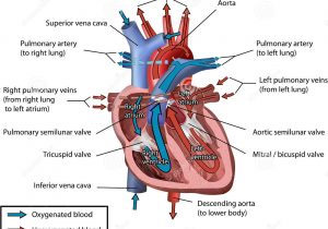 Circulatory System Drawing At Paintingvalley Explore Collection