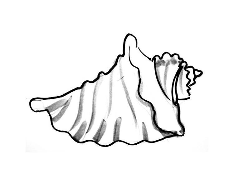 Conch Shell Line Drawing At Paintingvalley Explore Collection Of