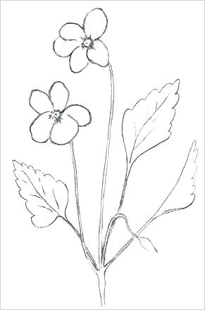 Drawing Pictures Of Flowers That Are Easy At Paintingvalley