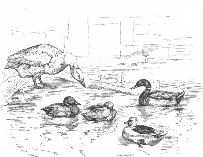 Duck Pond Drawing At Paintingvalley Explore Collection Of Duck