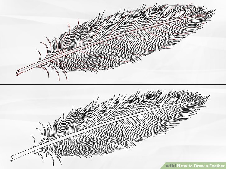 Feather Drawing Step By Step At Paintingvalley Explore Collection