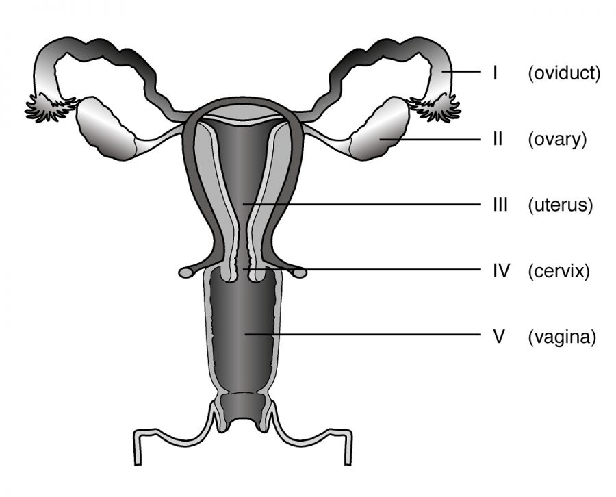 Draw A Diagram Of Human Female Reproductive System And Label The Part Riset