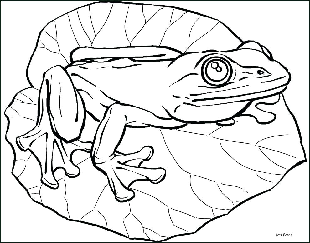 Frog Line Drawing At Paintingvalley Explore Collection Of Frog