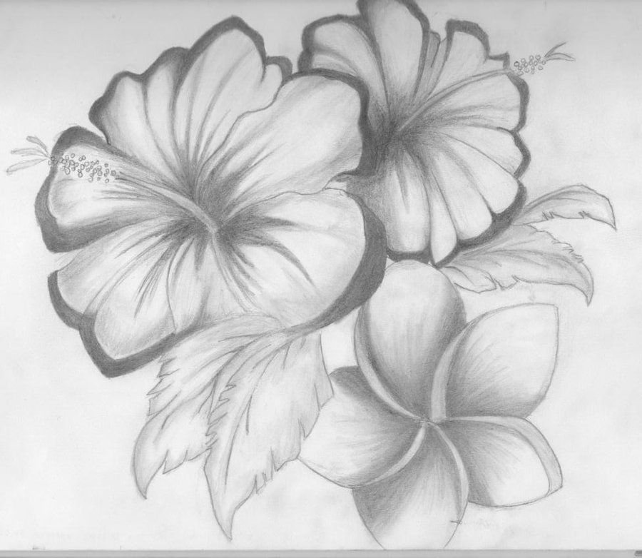 Hibiscus Flower Pencil Drawing At Paintingvalley Explore