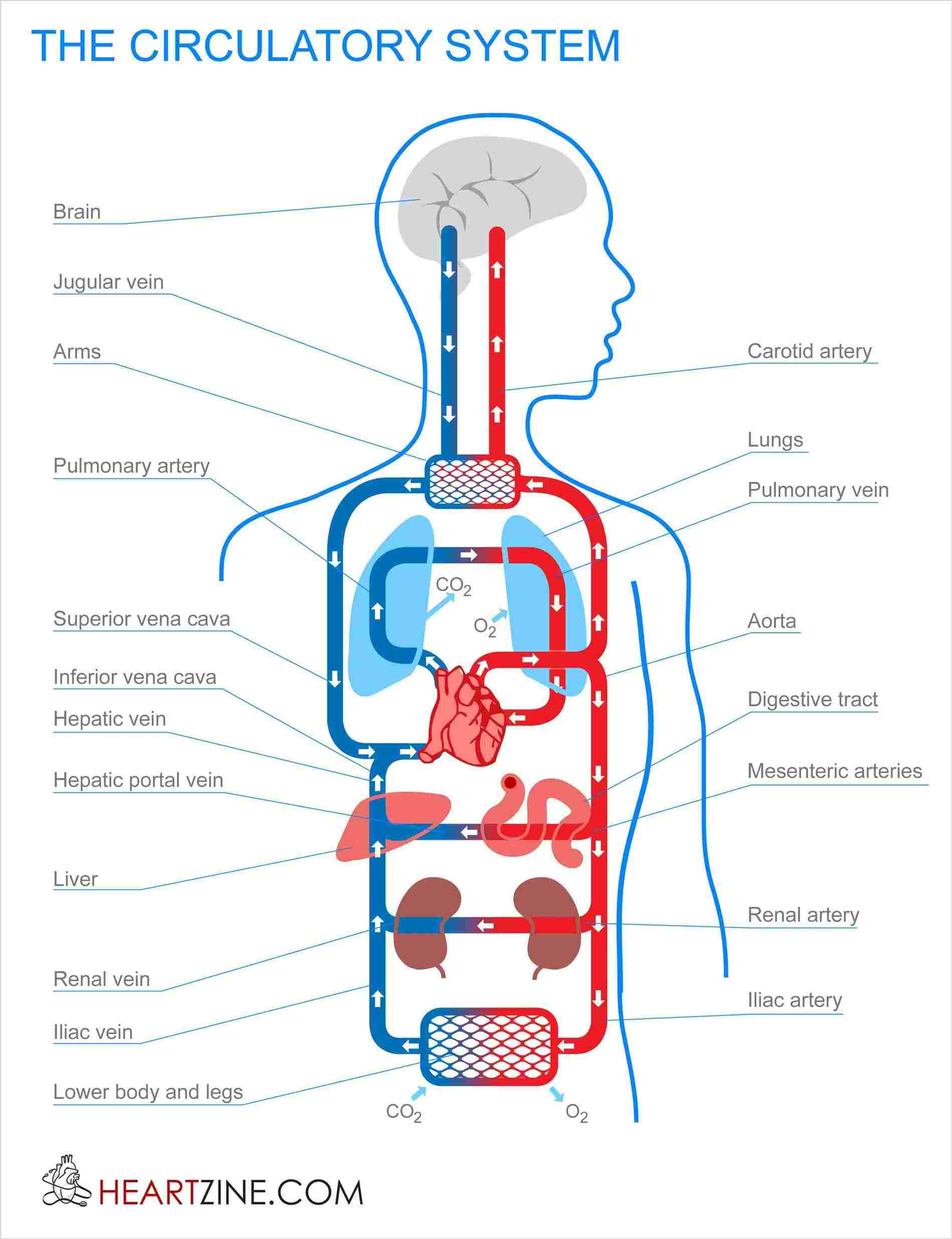 Human Digestive System Drawing At Paintingvalley Explore Hot Sex Picture