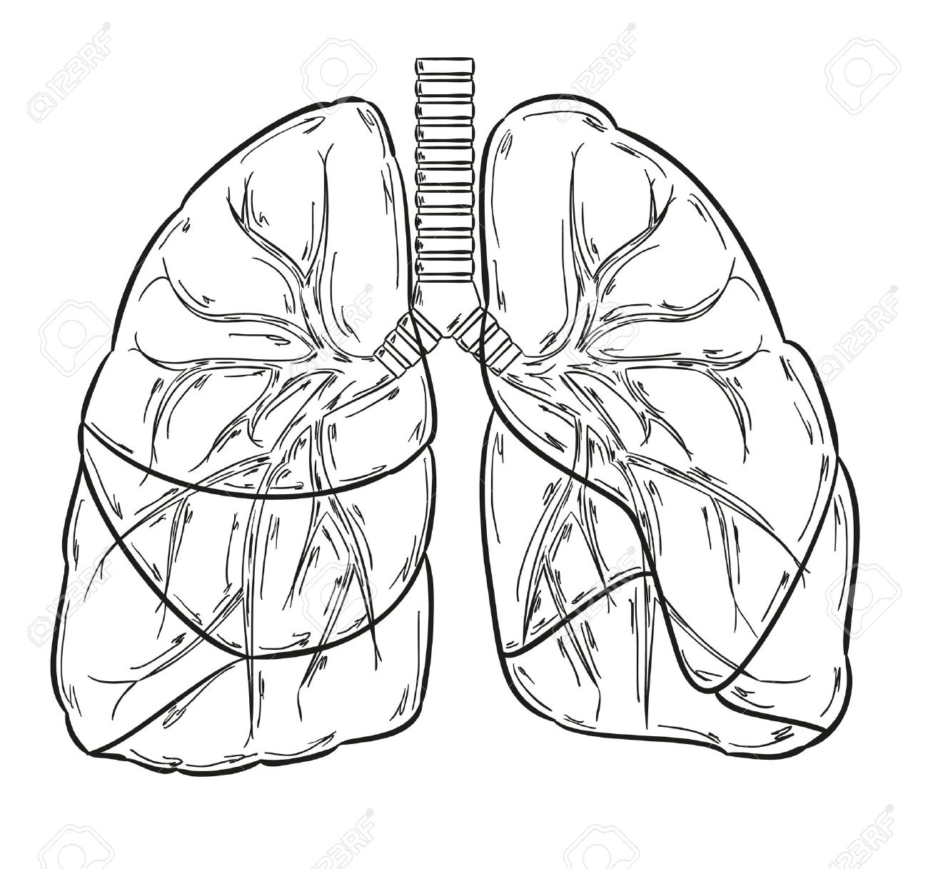 Coloring Page Lungs Coloring Me My XXX Hot Girl