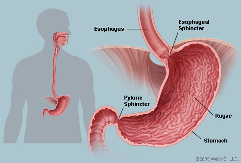 Human Stomach Drawing At Paintingvalley Explore Collection Of