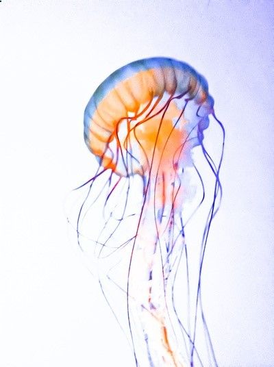 Realistic Jellyfish Drawing At PaintingValley Explore Collection