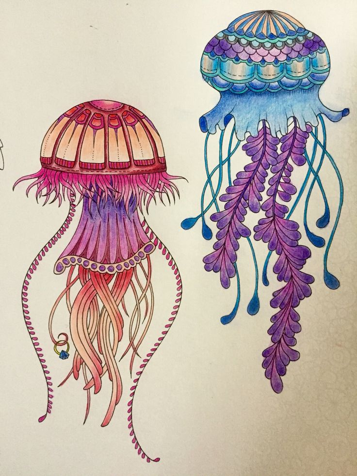 Jellyfish Drawing Color At Paintingvalley Explore Collection Of