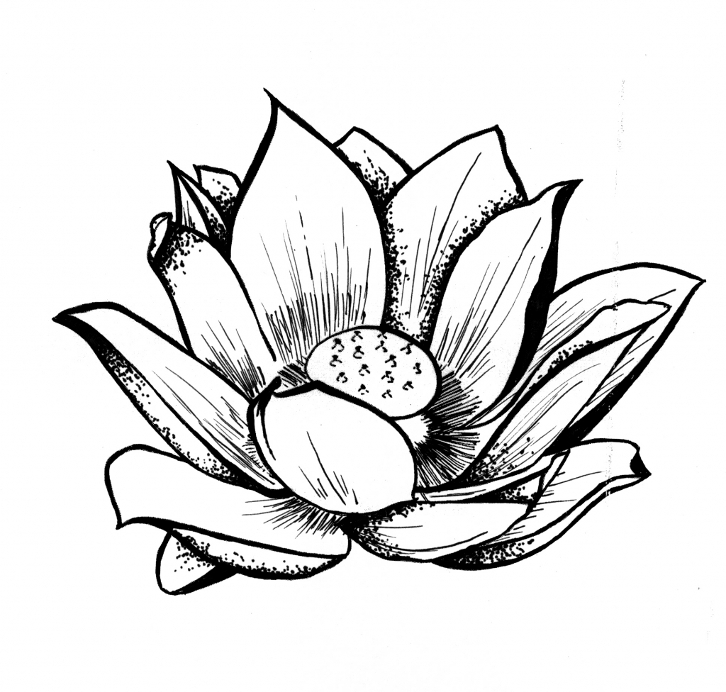 Line Drawing Lotus Flower At Paintingvalley Explore Collection Of