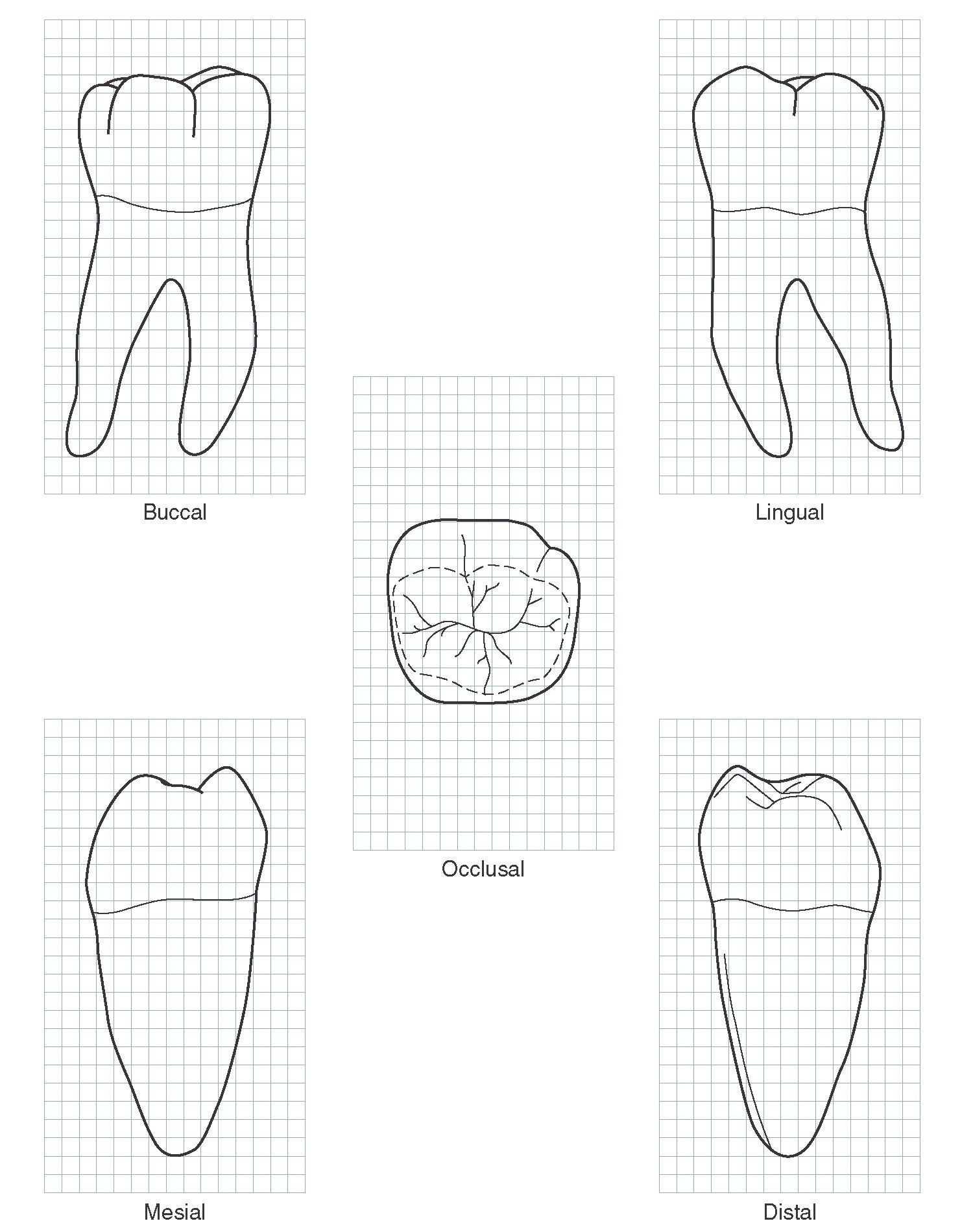 Molar Tooth Drawing At Paintingvalley Explore Collection Of Molar