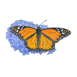 Monarch Butterfly Drawing At Paintingvalley Explore Collection Of