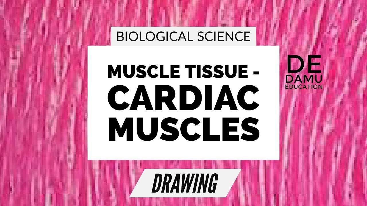 Muscle Tissue Drawing At Paintingvalley Explore Collection Of