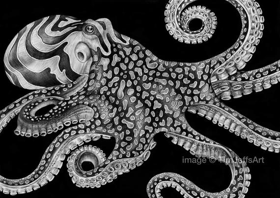 Octopus Ink Drawing At Paintingvalley Explore Collection Of