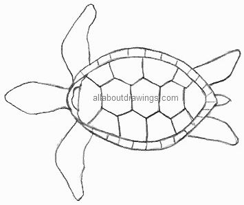 Sea Turtle Line Drawing At Paintingvalley Explore Collection Of