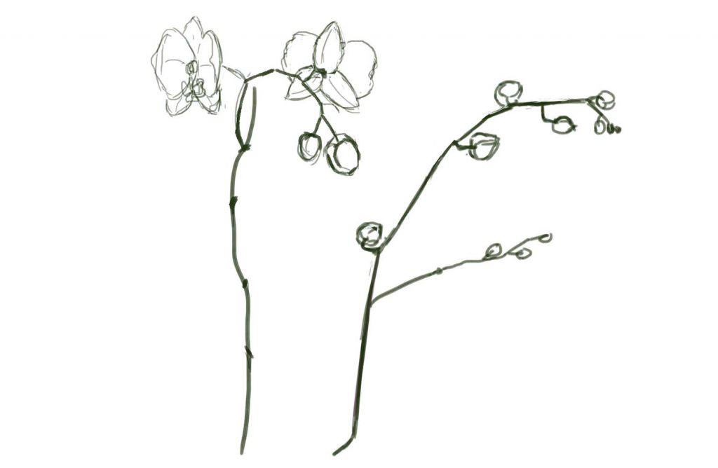 Simple Orchid Drawing At Paintingvalley Explore Collection Of