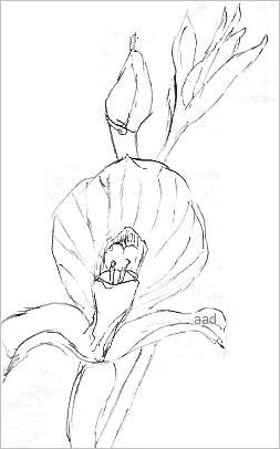 Simple Orchid Drawing At Paintingvalley Explore Collection Of