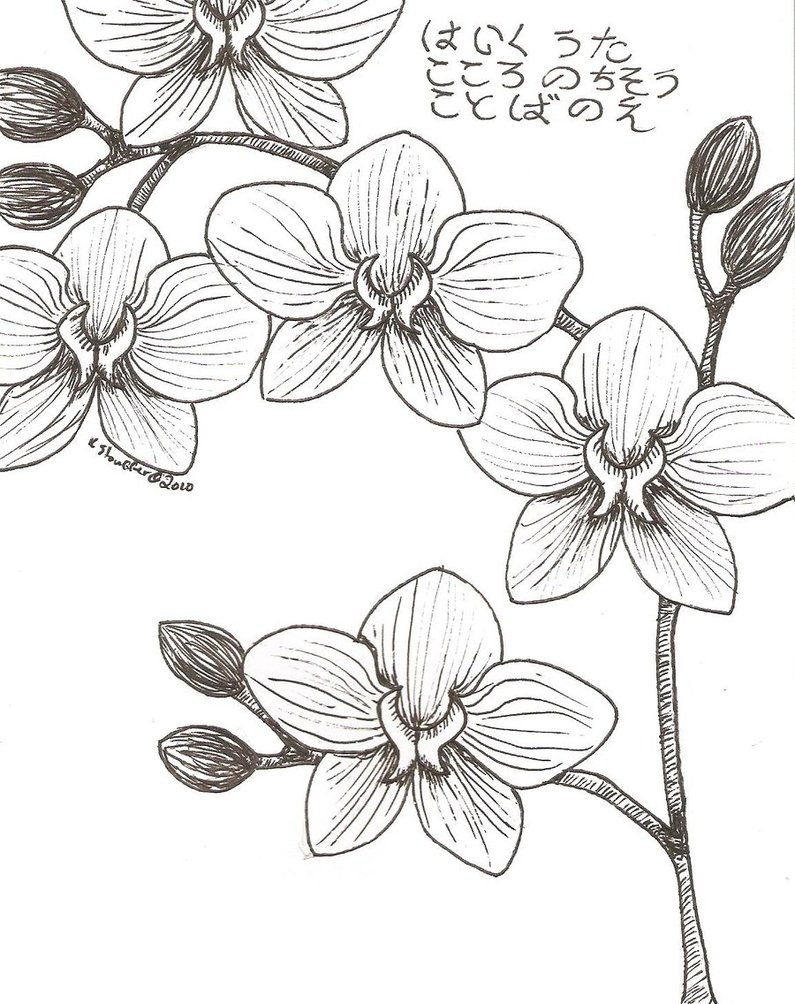 Simple Orchid Drawing At Paintingvalley Explore Collection Of