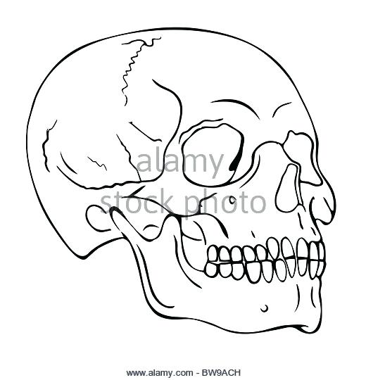 Skull Outline Drawing At Paintingvalley Explore Collection Of