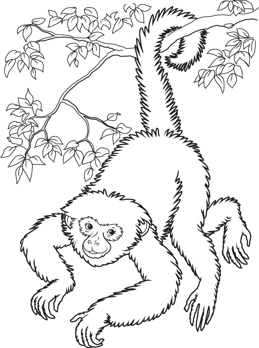 Spider Monkey Drawing At PaintingValley Explore Collection Of