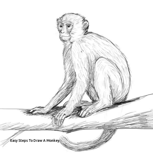 Spider Monkey Drawing At PaintingValley Explore Collection Of