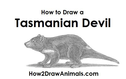 Tasmanian Devil Drawing At Paintingvalley Explore Collection Of