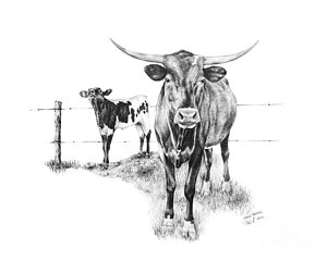 Texas Longhorn Drawing At PaintingValley Explore Collection Of