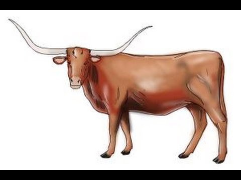 Texas Longhorn Drawing At Paintingvalley Explore Collection Of