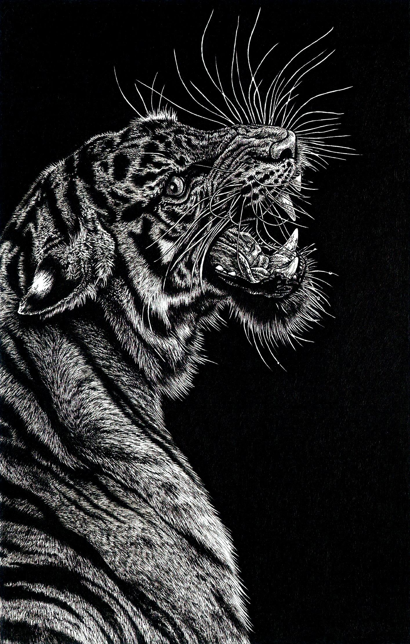 Tiger Pen Drawing At Paintingvalley Explore Collection Of Tiger