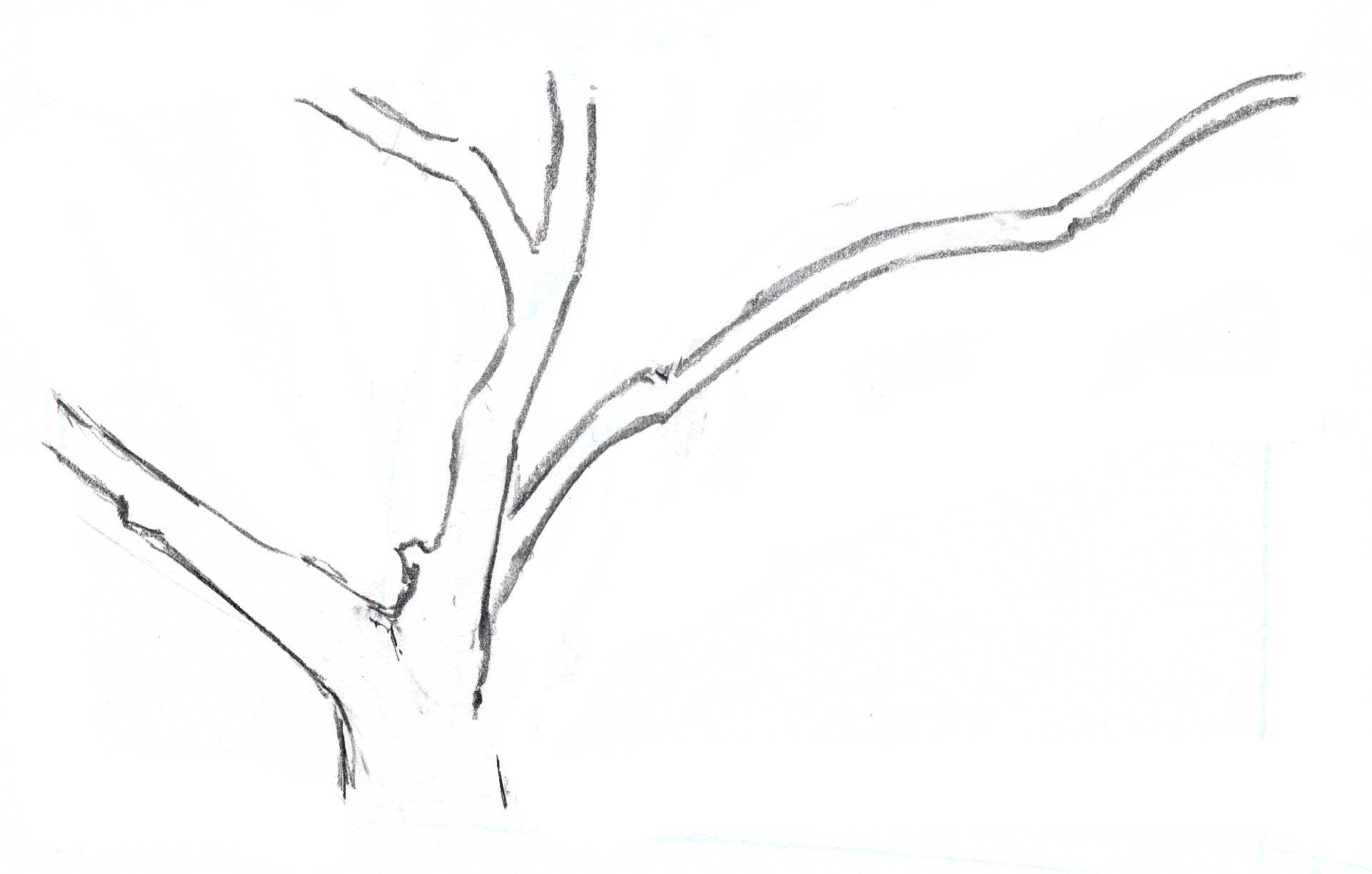 Tree Branch Drawing At PaintingValley Explore Collection Of Tree