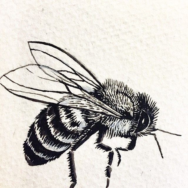 Vintage Honey Bee Drawing At PaintingValley Explore Collection Of