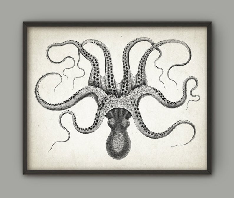 Vintage Octopus Drawing At PaintingValley Explore Collection Of