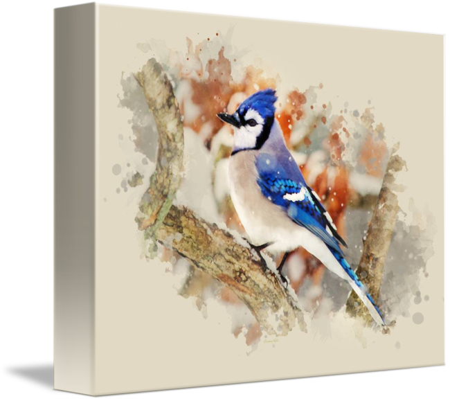 Blue Jay Watercolor At Paintingvalley Explore Collection Of Blue