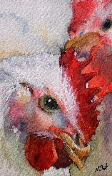 Chicken Watercolor Paintings At Paintingvalley Explore Collection