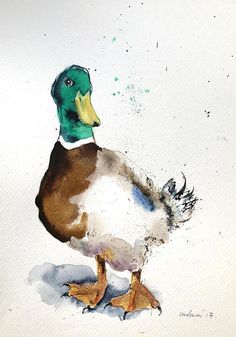 Mallard Duck Watercolor At PaintingValley Explore Collection Of