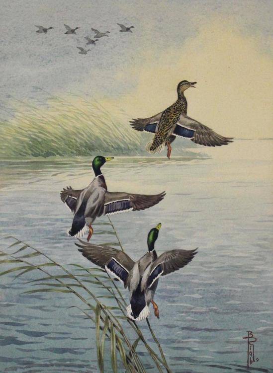 Mallard Duck Watercolor At PaintingValley Explore Collection Of