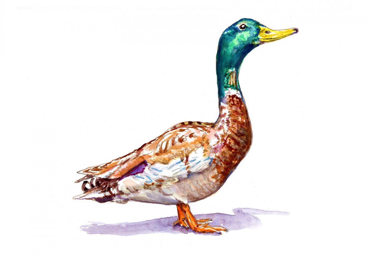 Mallard Duck Watercolor At Paintingvalley Explore Collection Of