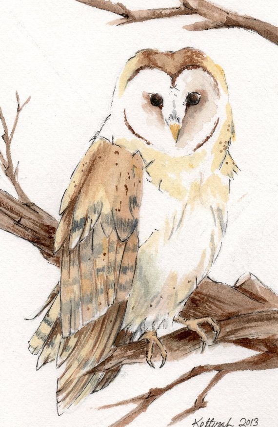 Watercolor Barn Owl At Paintingvalley Explore Collection Of