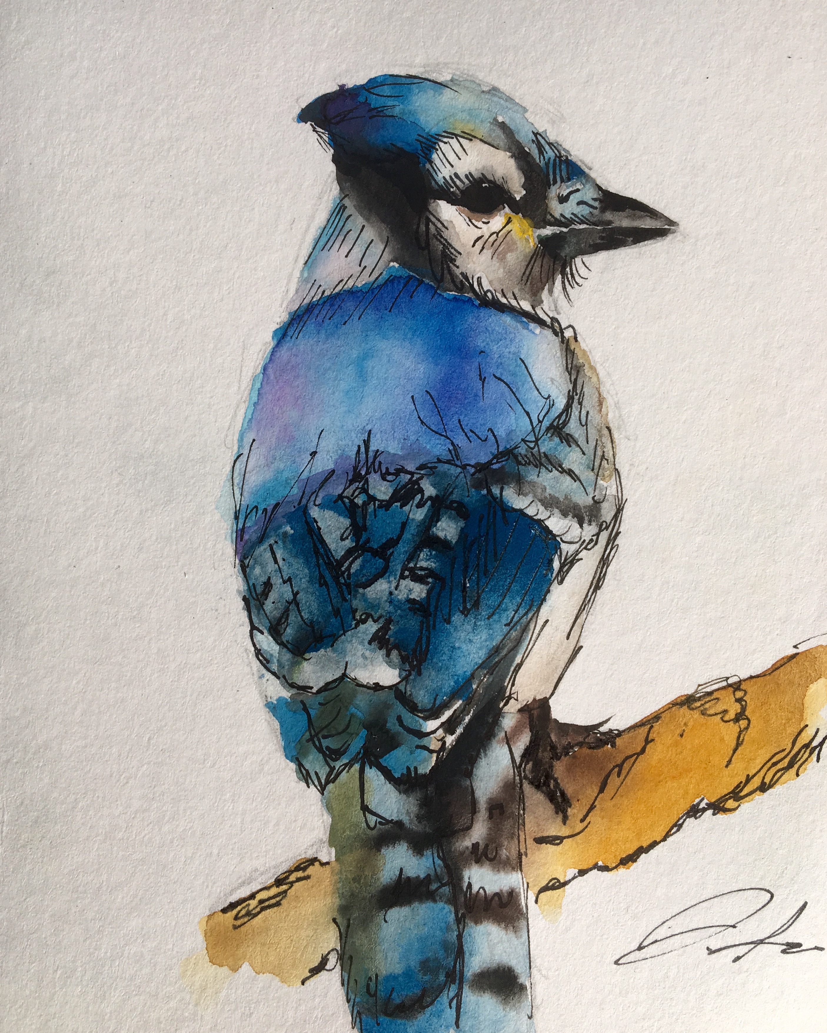 Watercolor Blue Jay At Paintingvalley Explore Collection Of