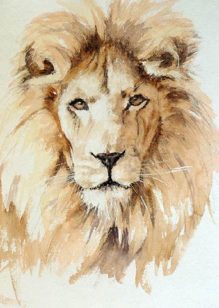 Watercolor Paintings Of Lions At Paintingvalley Explore