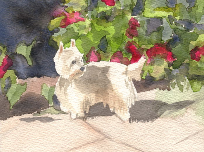 Westie Watercolor At Paintingvalley Explore Collection Of Westie