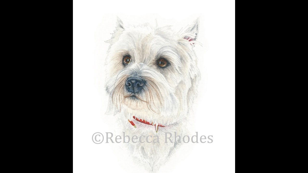 Westie Watercolor At Paintingvalley Explore Collection Of Westie